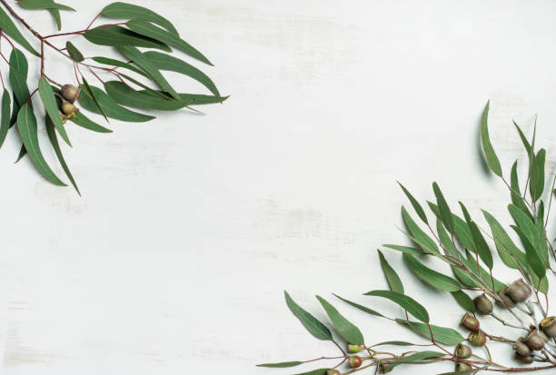 Eucalyptus leaves and gumnuts.