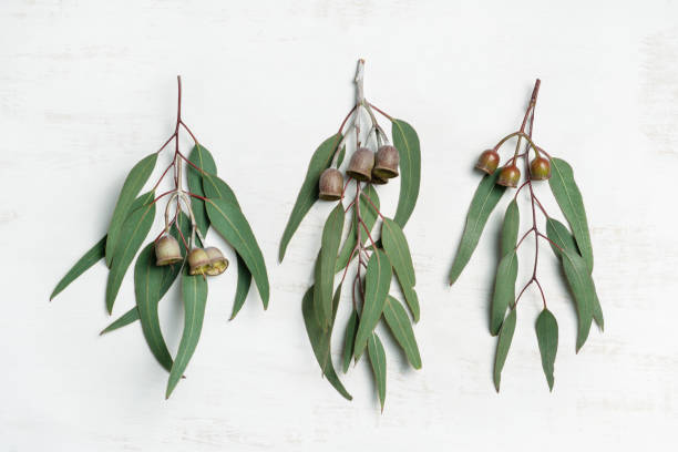 istock Eucalyptus leaves and gumnuts. 1203524519