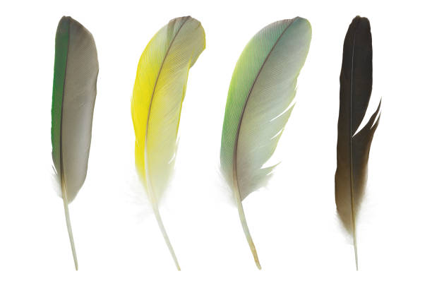 istock Beautiful colorful collection feather isolated on white background 1203525264