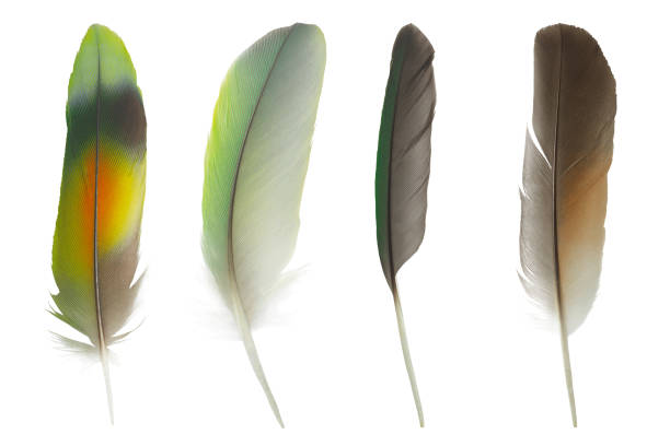 istock Beautiful colorful collection feather isolated on white background 1203525270