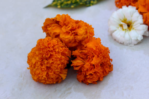 istock Beautiful flower design with marigold, chrysanthemum flower 1203525644