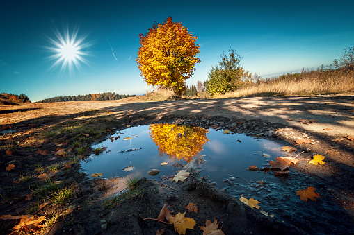Autumn Landscape with Tree and Puddle. Sunny Day with Blue Sky and Sun.