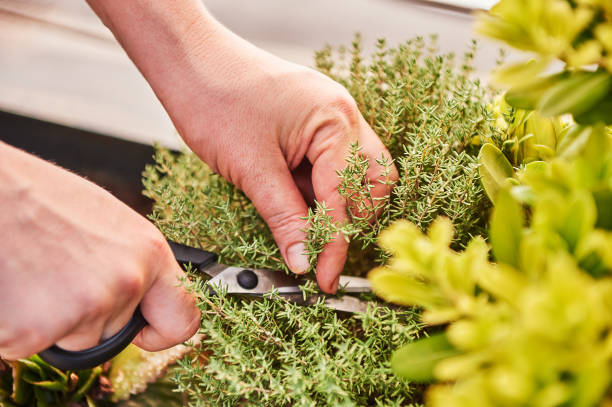 istock Young woman cutting herbs 1203528602