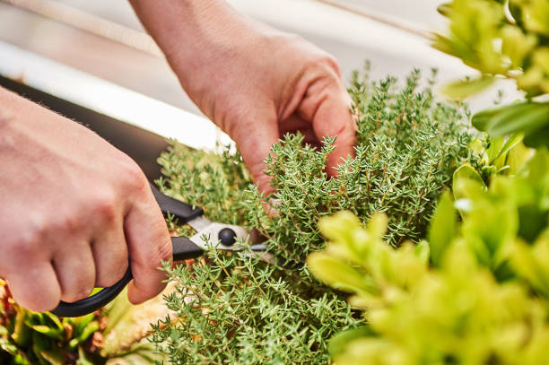 istock Young woman cutting herbs 1203528608