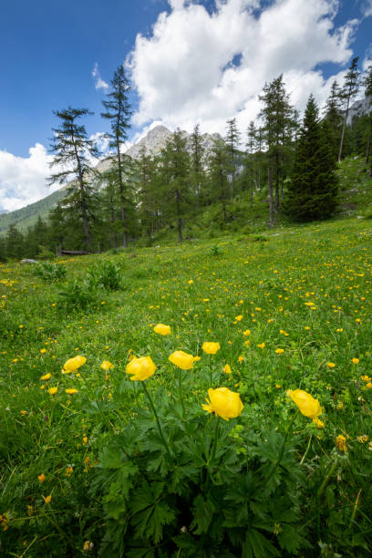istock Zelenica pasture above Ljubelj Slovenia 1203530358