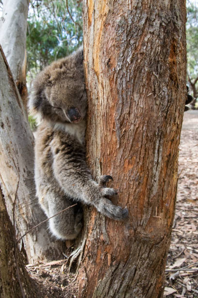 istock Koala at Kangaroo Island, South Australia 1203532704