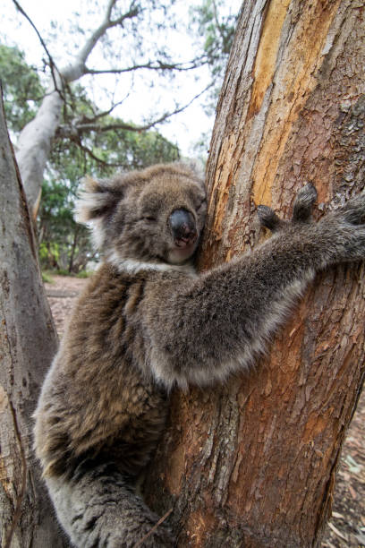istock Koala at Kangaroo Island, South Australia 1203532750