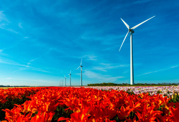 Row of windmills. in the foreground fields off orange, yellow, purple and white tulips near Schragen, the Netherlands.