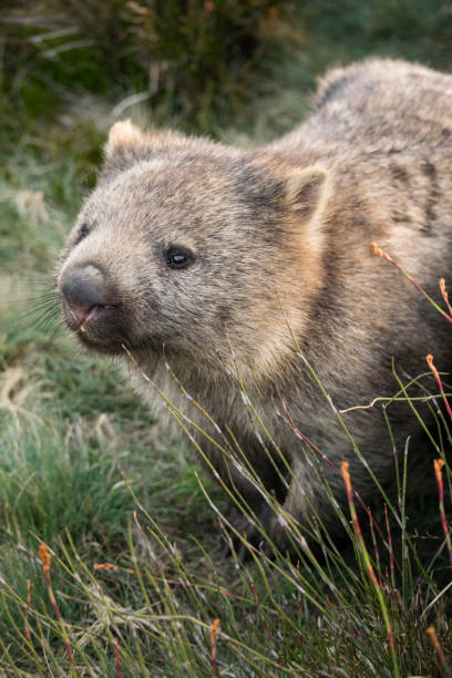 istock Wombat at Cradle Mountain national park 1203532808