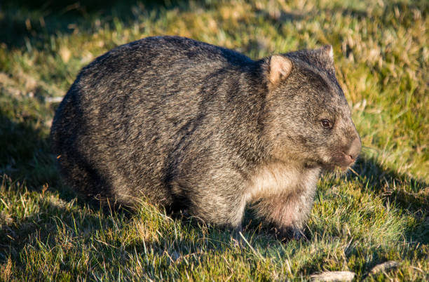 istock Wombat at Cradle Mountain national park 1203533456