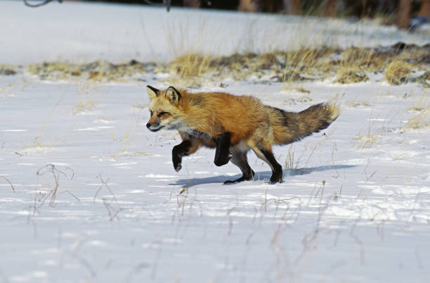 istock RED FOX vulpes vulpes RUNNING IN SNOW , CANADA 1203535011
