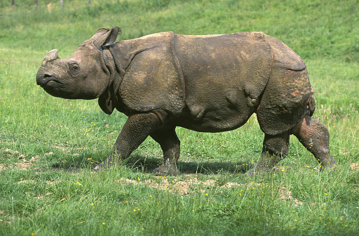 INDIAN RHINOCEROS rhinoceros unicornis WALKING ON GRASS