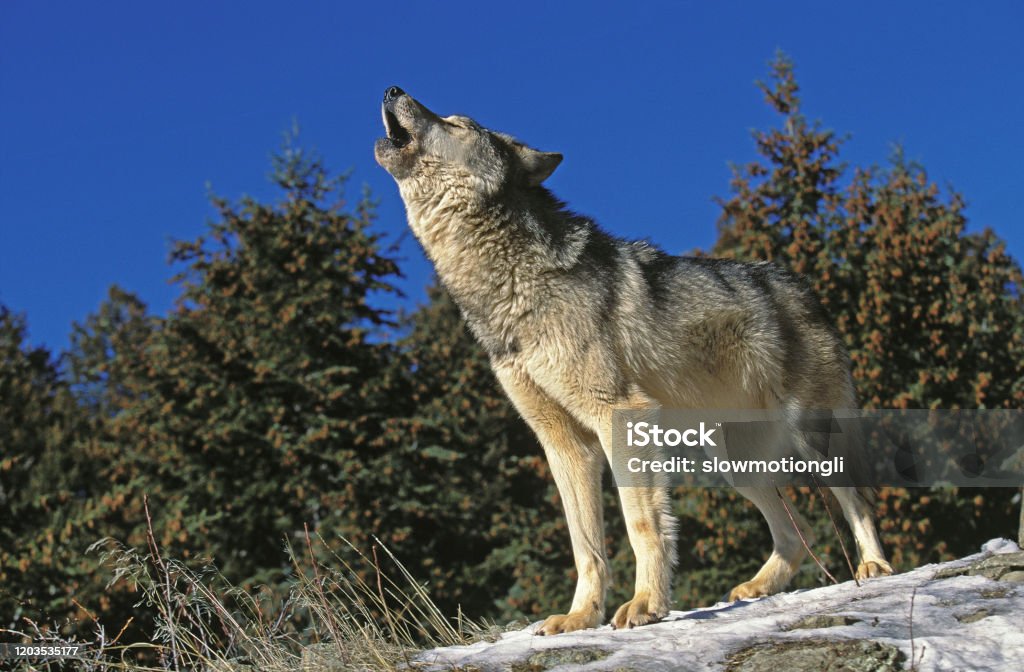 NORTH AMERICAN GREY WOLF canis lupus occidentalis, ADULT HOWLING ON ROCK, CANADA Wolf Stock Photo