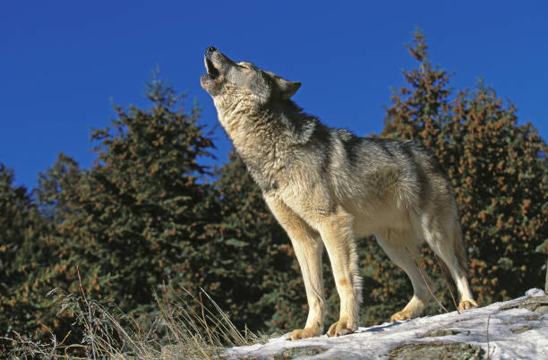 NORTH AMERICAN GREY WOLF canis lupus occidentalis, ADULT HOWLING ON ROCK, CANADA stock photo