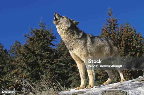 North American Grey Wolf Canis Lupus Occidentalis Adult Howling On Rock Canada Stock Photo - Download Image Now