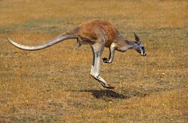 istock RED KANGAROO macropus rufus, MALE MOVING ON DRY GRASS, AUSTRALIA 1203535213