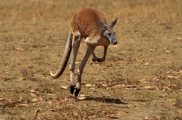 istock RED KANGAROO macropus rufus, MALE MOVING ON DRY GRASS, AUSTRALIA 1203535228