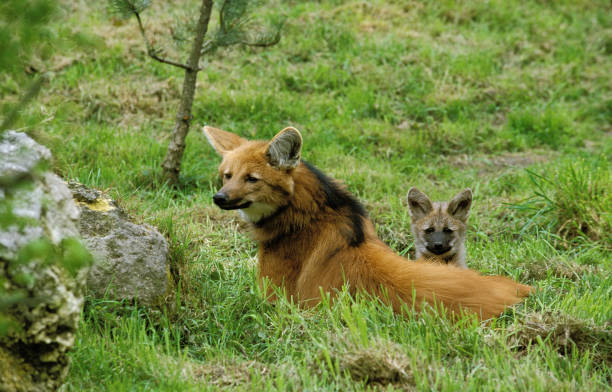 istock MANED WOLF chrysocyon brachyurus, FEMALE LAYING DOWN IN GRASS WITH YOUNG 1203535427