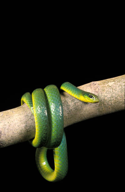 istock GREEN SNAKE opheodrys major COILED ON BRANCH AGAINST BLACK BACKGROUND 1203536052