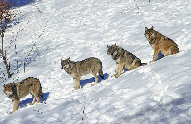 istock EUROPEAN WOLF canis lupus, GROUP IN SNOW, WALKING IN SINGLE FILE 1203536099