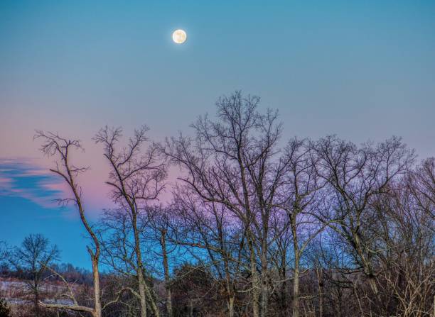 istock Purple sky and moon over dry trees 1203536156