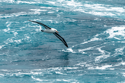 Albatros in flight near the Antarctic peninsula.