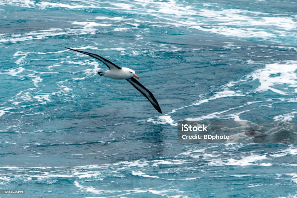 Albatros in flight Albatros in flight near the Antarctic peninsula. Albatross Stock Photo