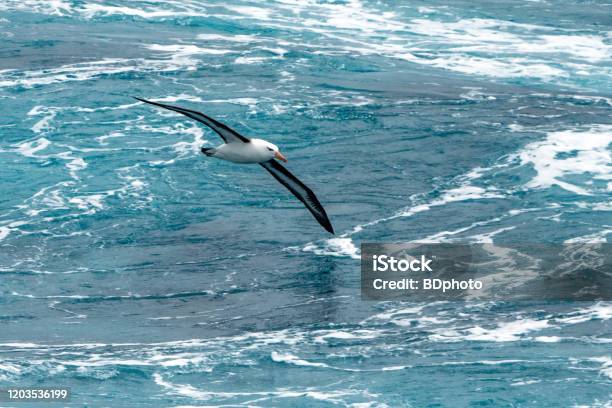 Albatros In Flight Stock Photo - Download Image Now - Albatross, Antarctica, Flying