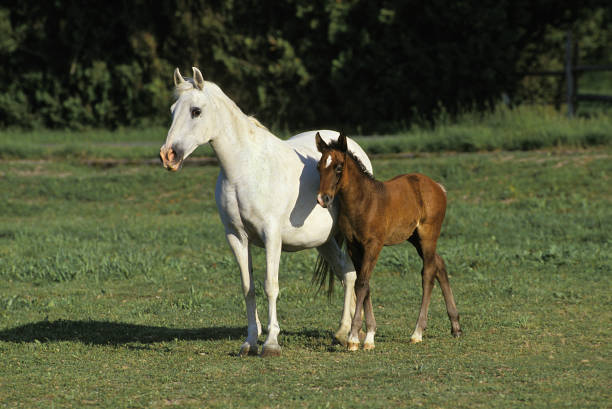 istock LIPIZZAN HORSE, MARE WITH FOAL IN MEADOW 1203536235