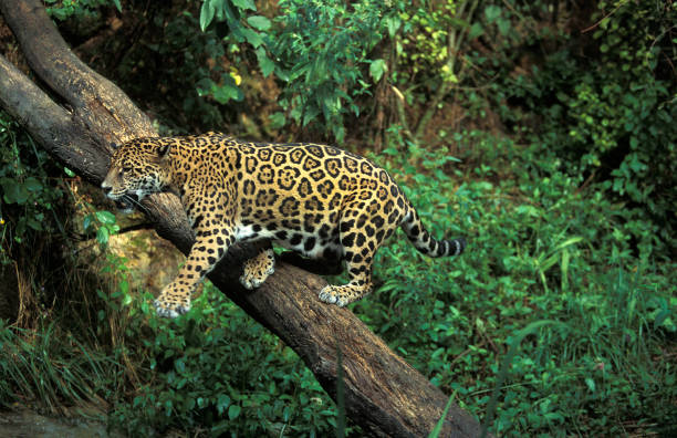 istock JAGUAR panthera onca, ADULT ON BRANCH 1203536388