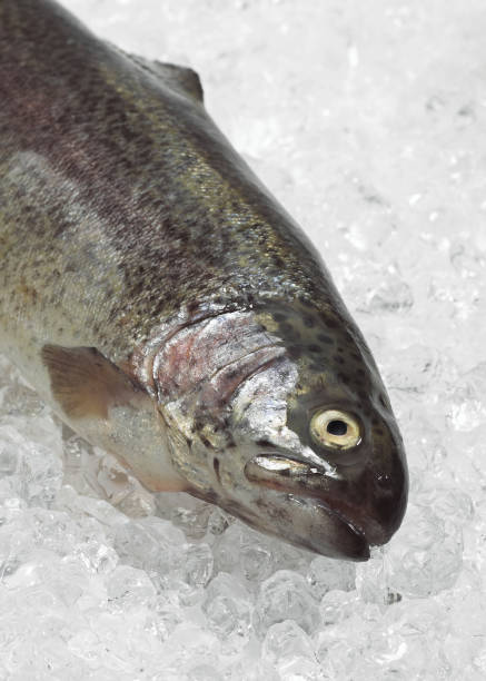 istock FRESH RAINBOW TROUT salmo gairdneri ON ICE 1203536687