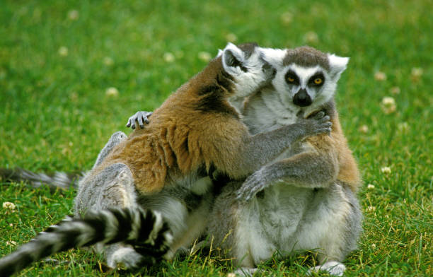 istock RING TAILED LEMUR lemur catta, PAIR GROMING ON GRASS, MADAGASCAR 1203536773