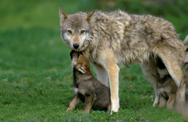 istock EUROPEAN WOLF canis lupus, FEMALE WITH YOUNGS 1203536865