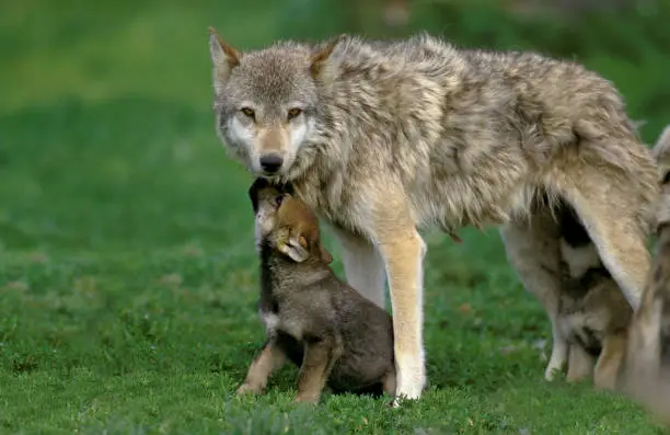 Photo of EUROPEAN WOLF canis lupus, FEMALE WITH YOUNGS