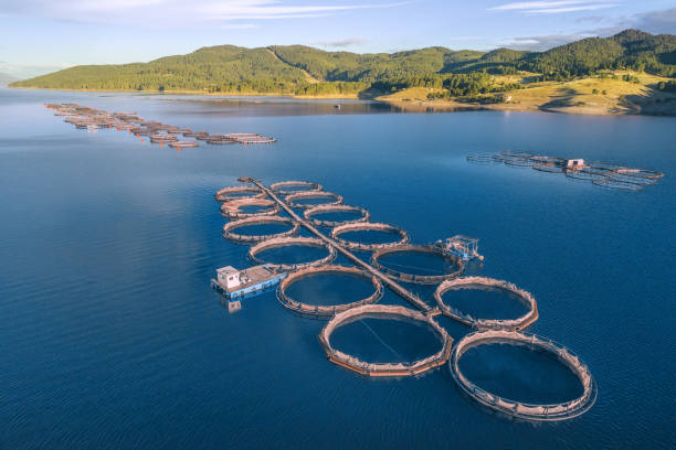 Aerial view over a large fish farm with lots of fish enclosures. Drone point of view over a large fish farm, organic aquaculture and freshwater  fishing. aquaculture photos stock pictures, royalty-free photos & images