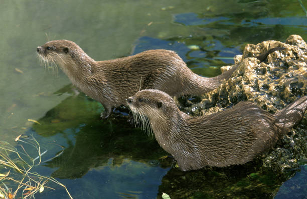 istock SHORT CLAWED OTTER aonyx cinerea, TWO ADULTS RESTING AT WATER'S EDGD 1203537407
