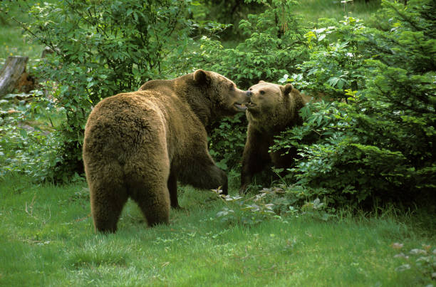 BROWN BEAR ursus arctos, ADULTS PLAYING IN BUSH
