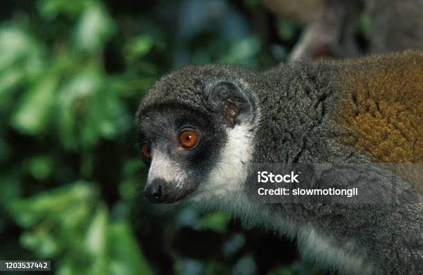 Mongoose Lemur Lemur Mongoz Head Of Adult Against Green Foliage Stock Photo - Download Image Now