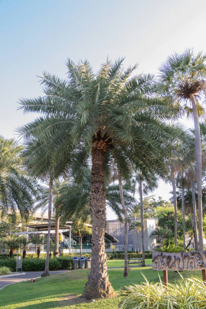 palma da dattero d'argento in un giardino.nomi comuni tra cui la data indiana, palma da dattero zucchero, palma da dattero selvatica. (phoenix sylvestris) - 2649 foto e immagini stock