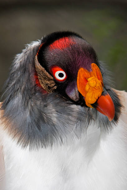 istock HEAD OF KING VULTURE sarcoramphus papa 1203537931