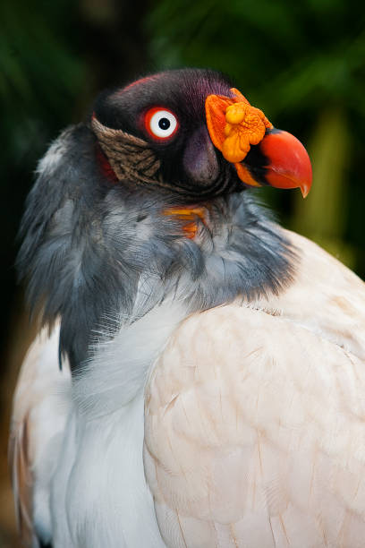istock HEAD OF KING VULTURE sarcoramphus papa 1203537945
