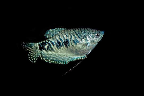 BLUE GOURAMI trichogaster trichopterus AGAINST BLACK BACKGROUND BLUE GOURAMI trichogaster trichopterus AGAINST BLACK BACKGROUND trichogaster trichopterus stock pictures, royalty-free photos & images