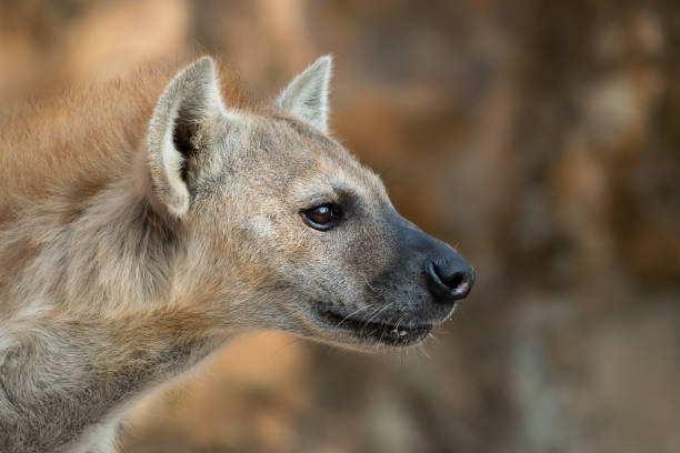 istock spotted hyena or laughing hyena head close up 1203538107