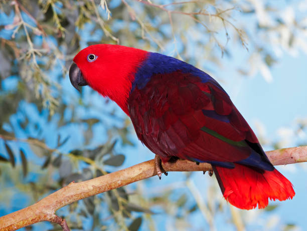 ECLECTUS PARROT eclectus roratus, FEMALE ON BRANCH