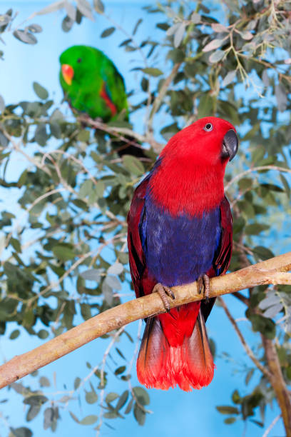 istock MALE AND FEMALE ECLECTUS PARROT eclectus roratus 1203538204
