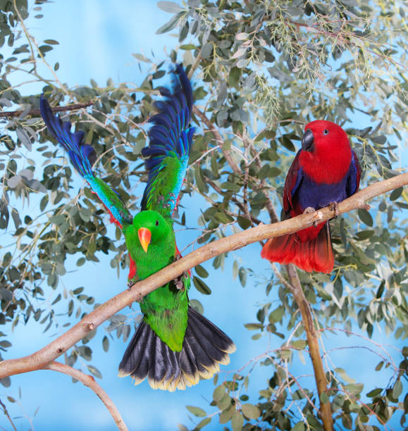 MALE AND FEMALE ECLECTUS PARROT eclectus roratus MALE AND FEMALE ECLECTUS PARROT eclectus roratus eclectus parrot australia stock pictures, royalty-free photos & images