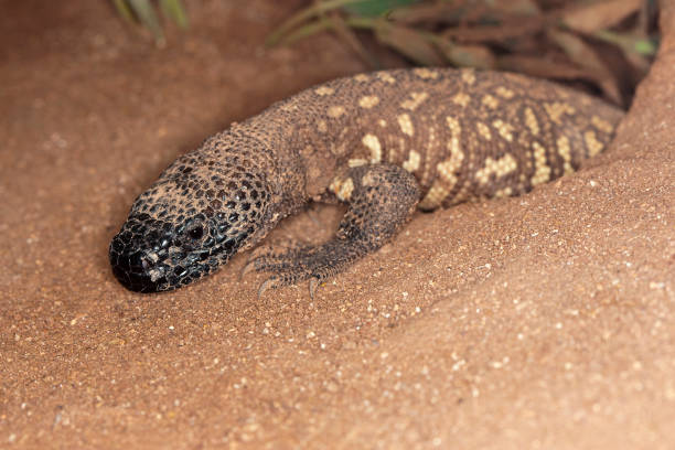 istock BEADED LIZARD heloderma horridum, A VENOMOUS SPECY, COMING OUT OF A CAVITY 1203538402