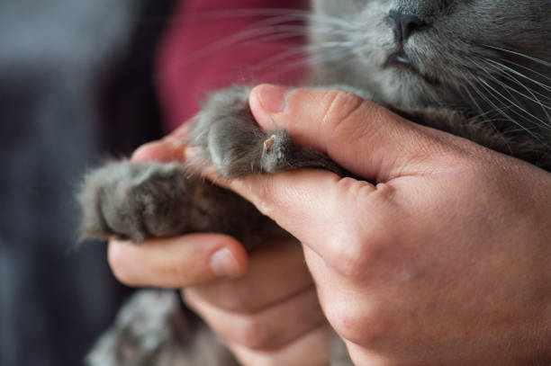 istock Cat nail injury 1203539030