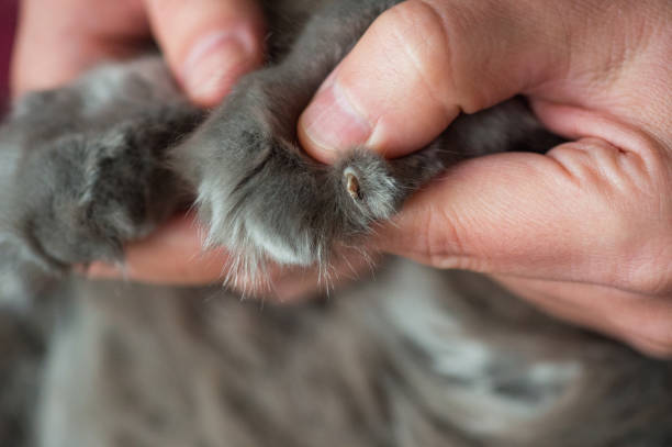 istock Cat nail injury 1203539122
