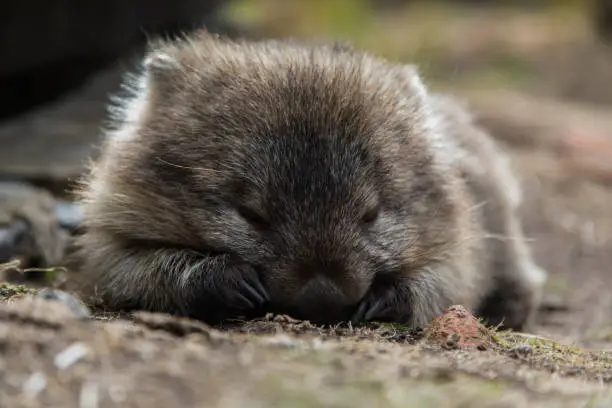 A beautiful wombat having a snooze